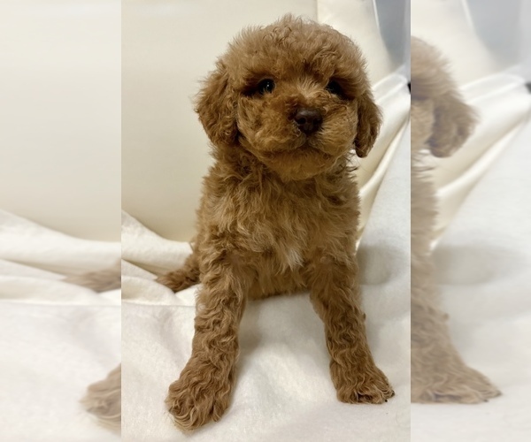 Medium Photo #6 Goldendoodle (Miniature) Puppy For Sale in FAIR HAVEN, MI, USA