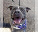Small American Staffordshire Terrier Mix