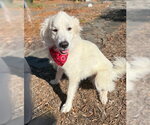 Small Great Pyrenees Mix