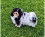 Small Photo #1 Havanese Puppy For Sale in POST FALLS, ID, USA
