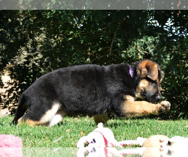 Medium Photo #14 German Shepherd Dog Puppy For Sale in MURRIETA, CA, USA