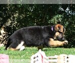Small Photo #14 German Shepherd Dog Puppy For Sale in MURRIETA, CA, USA