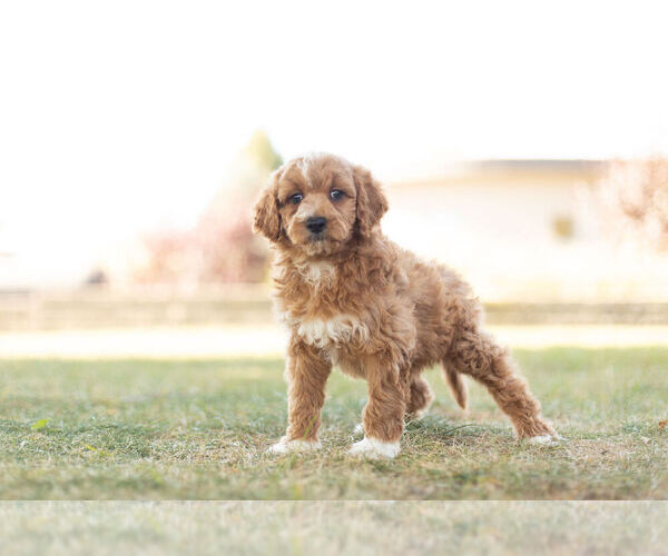 Medium Photo #5 Goldendoodle (Miniature) Puppy For Sale in WARSAW, IN, USA
