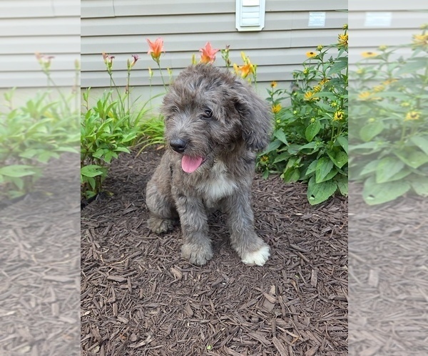 Medium Photo #3 Aussiedoodle Puppy For Sale in SALISBURY, PA, USA