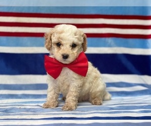 Cavapoo Puppy for sale in LANCASTER, PA, USA