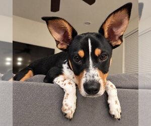 Chihuahua-Unknown Mix Dogs for adoption in Salt Lake City, UT, USA