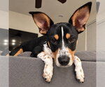 Sox - Male Chihuahua-Unknown Mix Dog for Adoption - Small photo