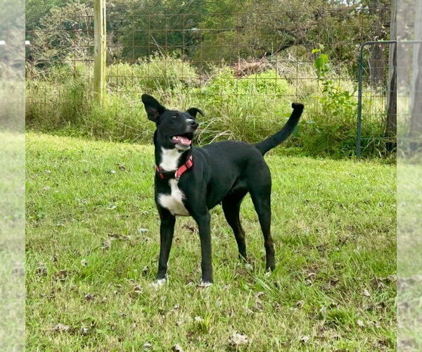 Medium Photo #2 Labrador Retriever-Unknown Mix Puppy For Sale in Claremore, OK, USA