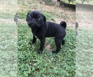 Pug Puppy for sale in BASTROP, TX, USA