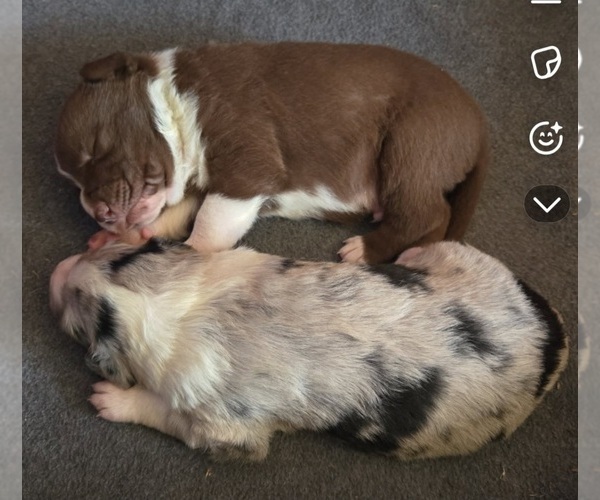Medium Photo #1 Border-Aussie-German Shorthaired Pointer Mix Puppy For Sale in RICHLAND CENTER, WI, USA