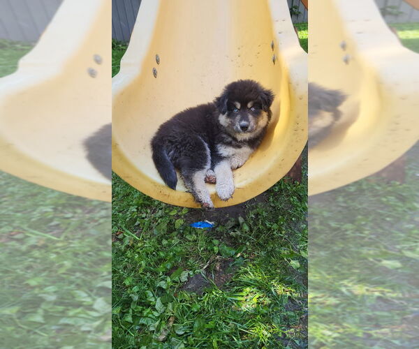 Medium Photo #4 Alaskan Malamute-Unknown Mix Puppy For Sale in Minneapolis, MN, USA