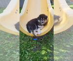 Small #3 Alaskan Malamute Mix