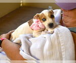 Small #1 American Pit Bull Terrier Mix