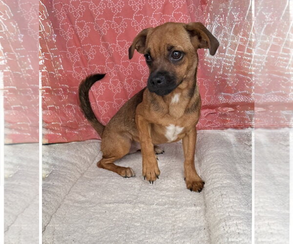 Medium Photo #2 Peagle Puppy For Sale in Oakhurst, NJ, USA