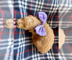 Small #1 Goldendoodle (Miniature)