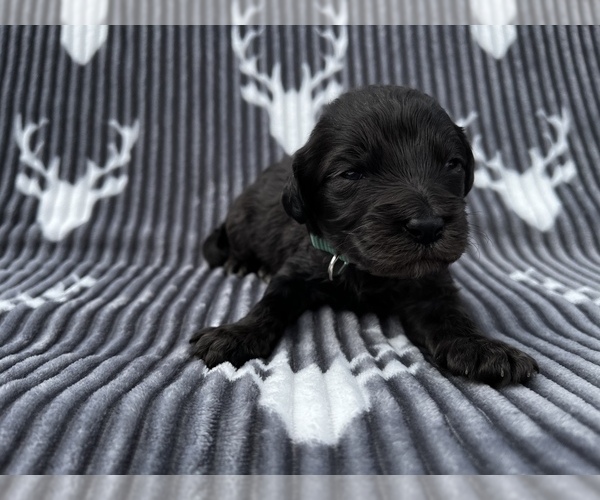 Medium Photo #1 Labradoodle Puppy For Sale in NICHOLLS, GA, USA