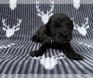 Labradoodle Puppy for sale in NICHOLLS, GA, USA