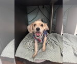 Small #1 Maltese