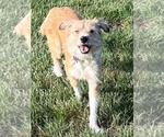 Small #2 Parson Russell Terrier-Poodle (Miniature) Mix