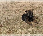 Puppy 2 German Shepherd Dog