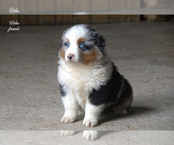 Medium Photo #4 Australian Shepherd Puppy For Sale in CLARE, MI, USA