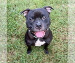 Small American Bulldog Mix