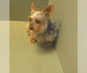 Yorkshire Terrier Puppy for sale in CARROLLTON, GA, USA