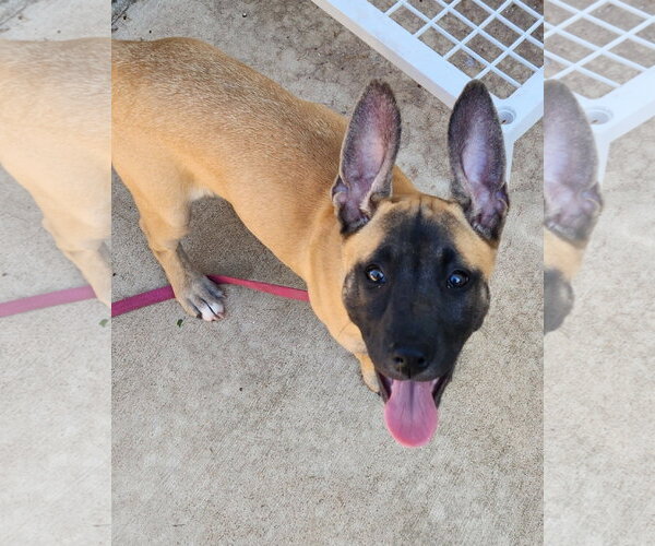 Medium Photo #1 Black Mouth Cur-Unknown Mix Puppy For Sale in Clinton, OK, USA
