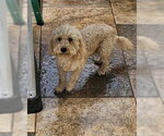 Small #1 Bichon Frise