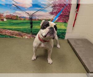 Bulldog-Unknown Mix Dogs for adoption in Moreno Valley, CA, USA