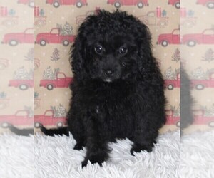 Cavapoo-Poodle (Standard) Mix Puppy for sale in FREDERICKSBURG, OH, USA