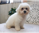 Small Photo #8 Bichon Frise Puppy For Sale in SYRACUSE, IN, USA