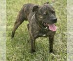 Small #2 American Pit Bull Terrier