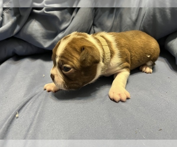 Medium Photo #1 Boston Terrier Puppy For Sale in CLEVELAND, TX, USA