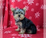 Small Photo #4 Yorkshire Terrier Puppy For Sale in GLEN ROCK, PA, USA