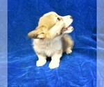 Puppy 1 Pembroke Welsh Corgi