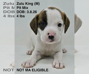 Mutt Dogs for adoption in pomfret, CT, USA