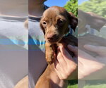 Small #4 Mutt