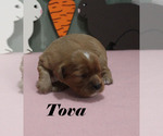 Small #7 Cavalier King Charles Spaniel