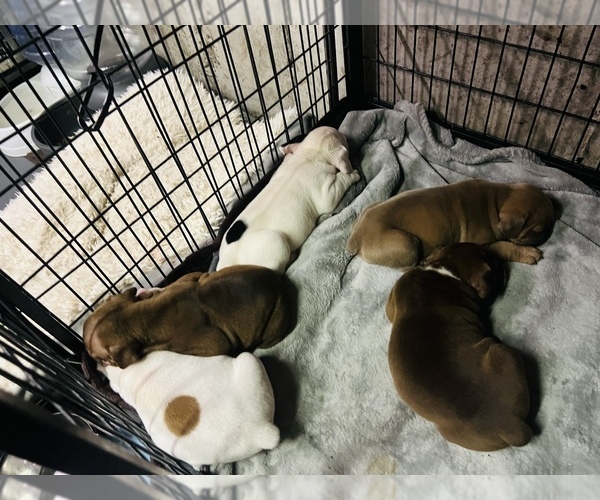 Medium Photo #8 Olde English Bulldogge Puppy For Sale in CHEPACHET, RI, USA