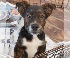 Mutt Dogs for adoption in Washington, DC, USA