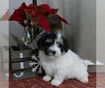 Small Photo #3 Havanese Puppy For Sale in THREE RIVERS, MI, USA