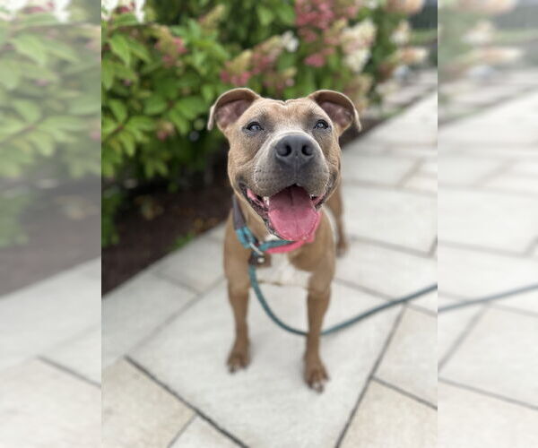 Medium Photo #3 American Pit Bull Terrier Puppy For Sale in Techny, IL, USA
