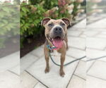 Small #2 American Pit Bull Terrier