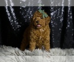 Small #6 Goldendoodle (Miniature)