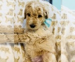 Small Photo #4 Goldendoodle (Miniature) Puppy For Sale in SHERMAN, IL, USA