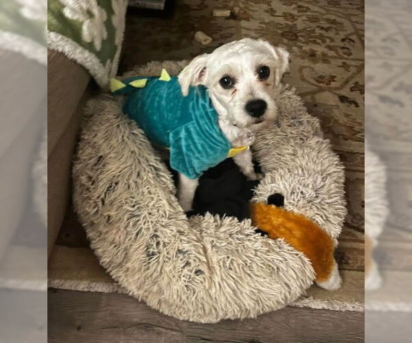 Medium Photo #2 Poodle (Miniature)-Wheaten Terrier Mix Puppy For Sale in San Diego, CA, USA