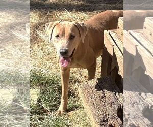 261479  Harley - Female American Pit Bull Terrier-Unknown Mix Dog for Adoption - Photo #2