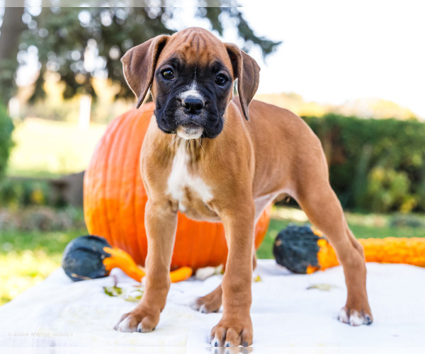 Medium Photo #1 Boxer Puppy For Sale in WAKARUSA, IN, USA