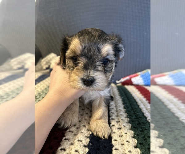 Medium Photo #1 Morkie Puppy For Sale in BOWLING GREEN, KY, USA